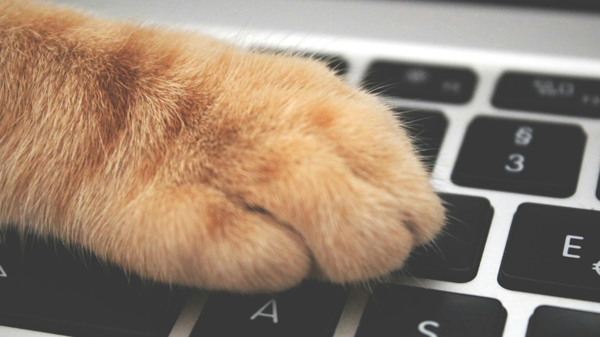 contact us page featured image cat paw on keyboard